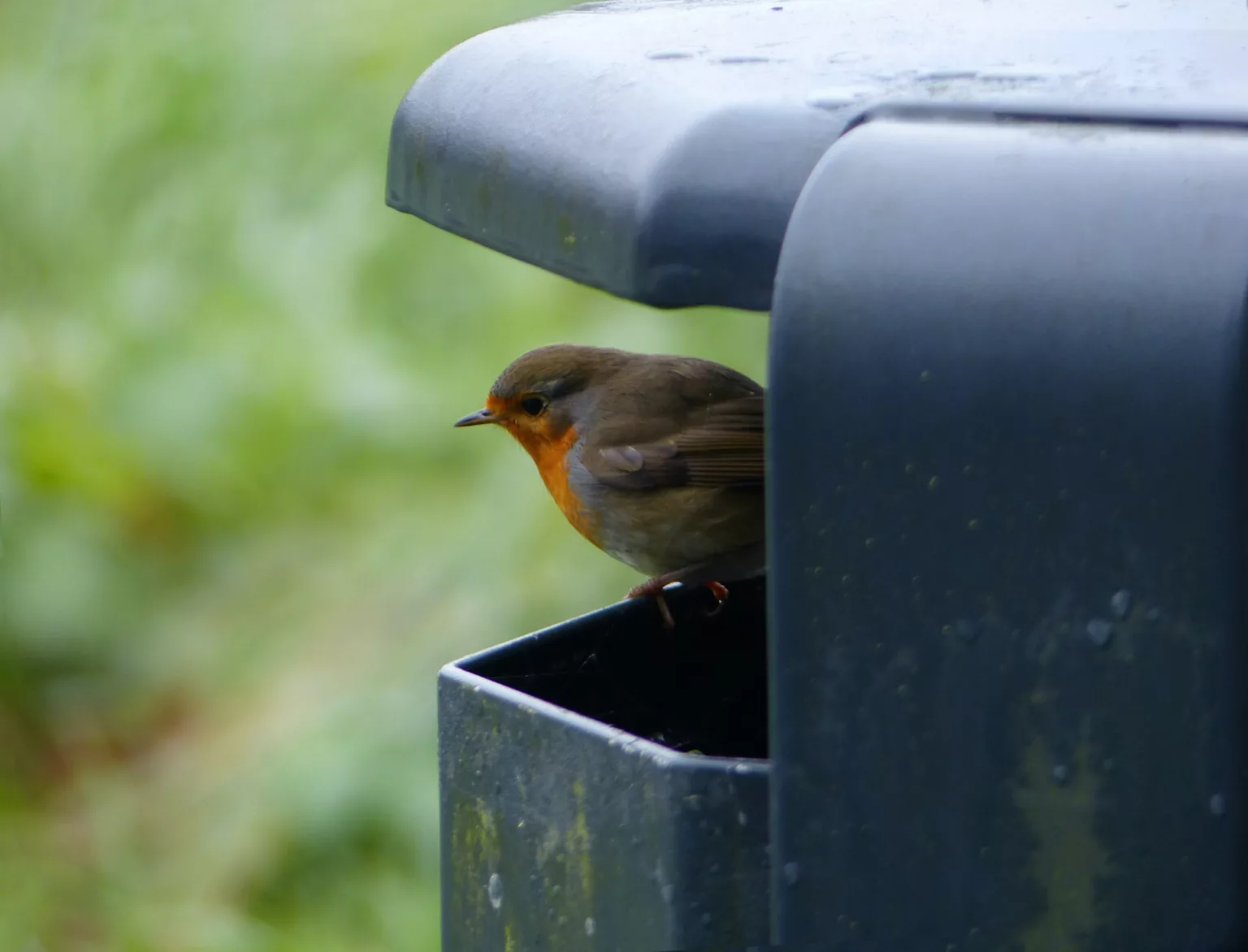 A robin sits on the edge of a trash can in a park